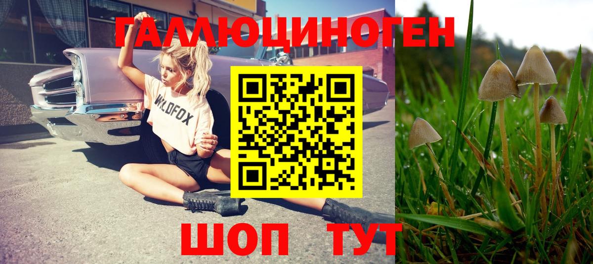 Галлюциногенные грибы Psilocybe Медногорск